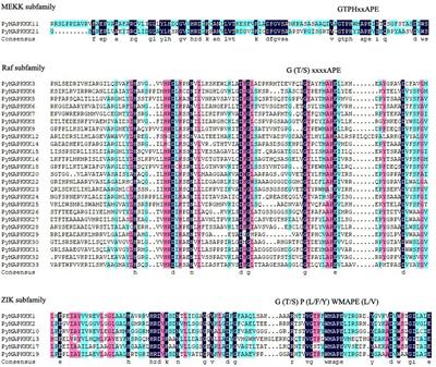 Genome-Wide Identification, Phylogeny, and Expressional Profiles of the Mitogen-Activated Protein Kinase Kinase Kinase (MAPKKK) Gene Family in Pyropia yezoensis